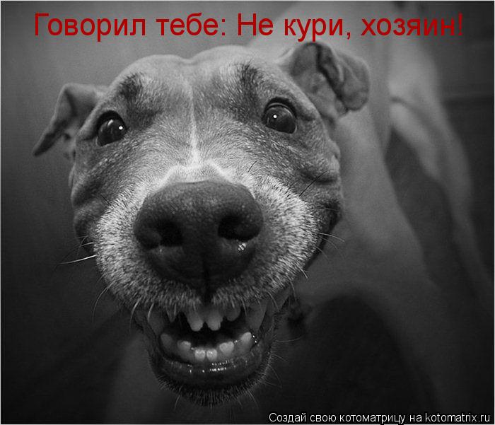 Говорил тебе: Не кури, хозяин!... Котоматрица: Говорил тебе: Не кури, хозяин!