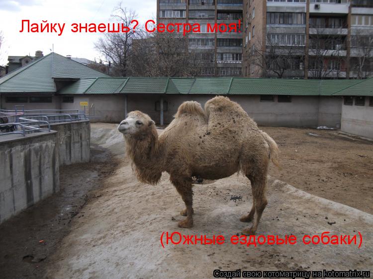 Лайку знаешь? Сестра моя! (Южные ездовые собаки)... Котоматрица: Лайку знаешь? Сестра моя! (Южные ездовые собаки)