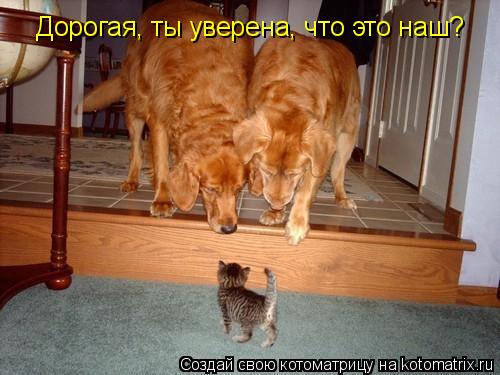 Дорогая, ты уверена, что это наш?... Котоматрица: Дорогая, ты уверена, что это наш?
