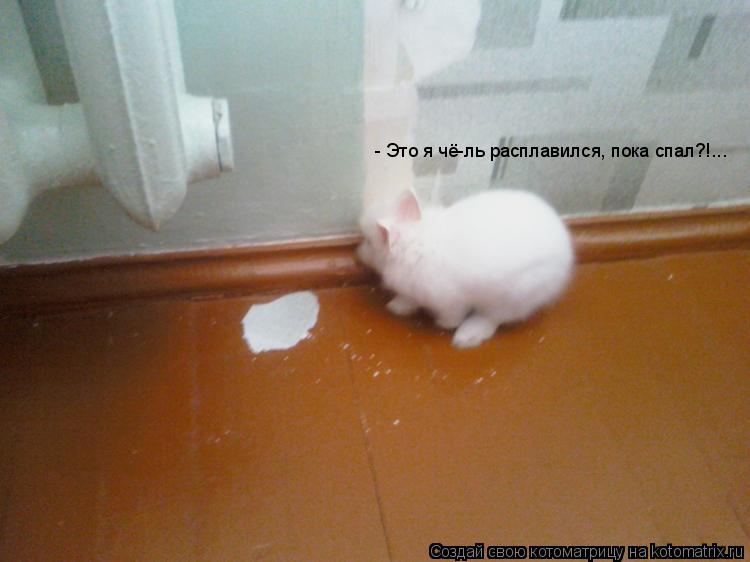 Котоматрица: - Это я чё-ль расплавился, пока спал?!...