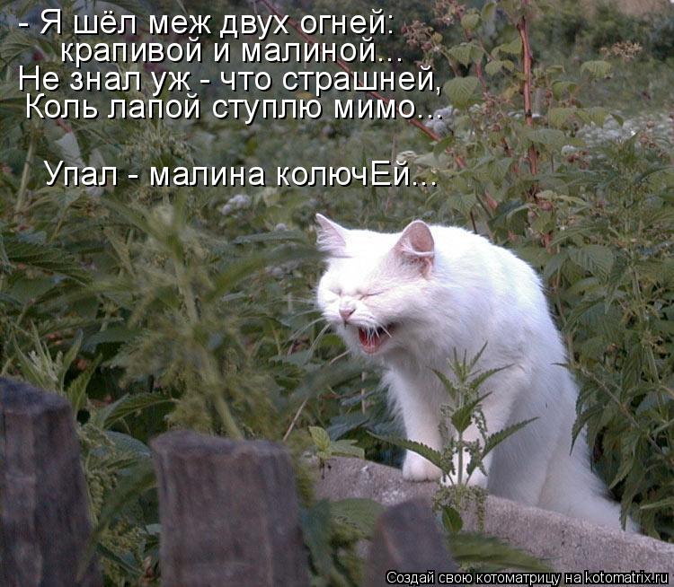 Котоматрица: - Я шёл меж двух огней: крапивой и малиной... Не знал уж - что страшней, Коль лапой ступлю мимо... Упал - малина колючЕй...