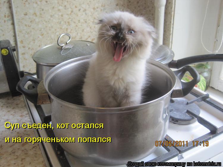 Котоматрица: Суп съеден, кот остался и на горяченьком попался