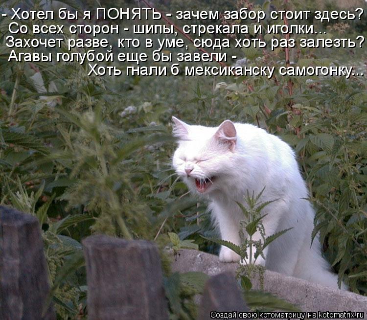 Котоматрица: - Хотел бы я ПОНЯТЬ - зачем забор стоит здесь? Со всех сторон - шипы, стрекала и иголки... Захочет разве, кто в уме, сюда хоть раз залезть? Агавы г