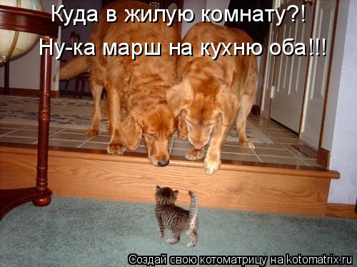 Котоматрица: Куда в жилую комнату?!  Ну-ка марш на кухню оба!!!