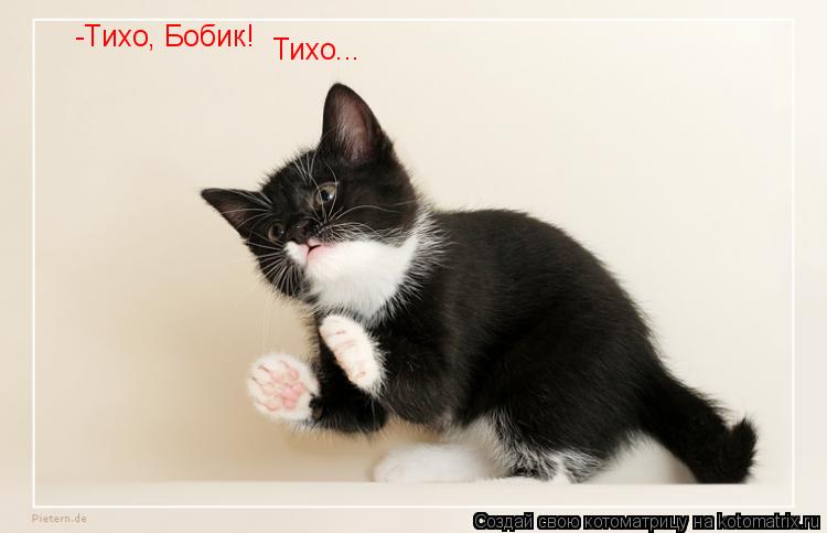 Котоматрица: -Тихо, Бобик! Тихо...