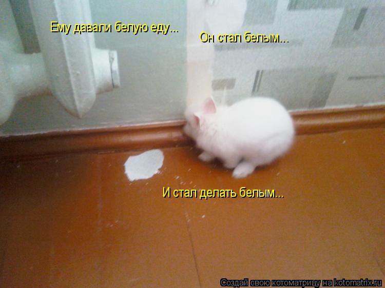 Котоматрица: Ему давали белую еду... Он стал белым... И стал делать белым...