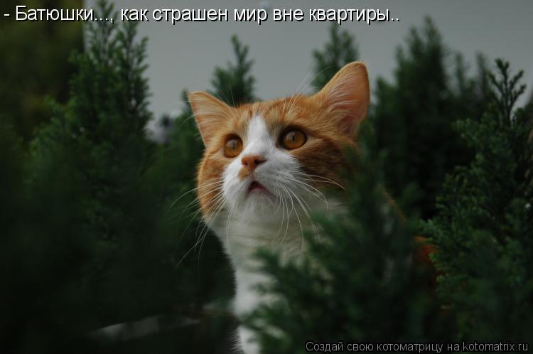 Котоматрица: - Батюшки..., как страшен мир вне квартиры..