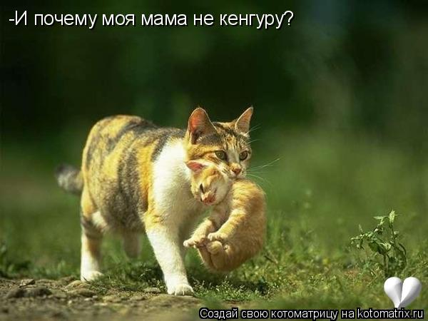 Котоматрица: -И почему моя мама не кенгуру?
