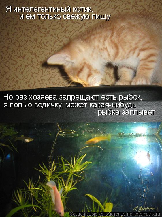 Котоматрица: Я интелегентиный котик,  и ем только свежую пищу Но раз хозяева запрещают есть рыбок, я попью водичку, может какая-нибудь рыбка заплывет