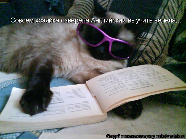Котоматрица: Совсем хозяйка озверела Английский выучить велела...