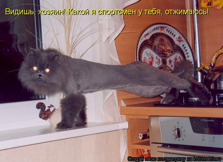 Котоматрица: Видишь, хозяин! Какой я спортсмен у тебя, отжимаюсь!