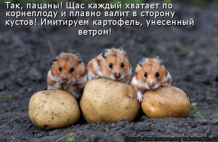 Так, пацаны! Щас каждый хватает по корнеплоду и плавно валит в сторону кустов! Имитируем картофель,... Котоматрица: Так, пацаны! Щас каждый хватает по корнеплоду и плавно валит в сторону кустов! Имитируем картофель, унесенный ветром!