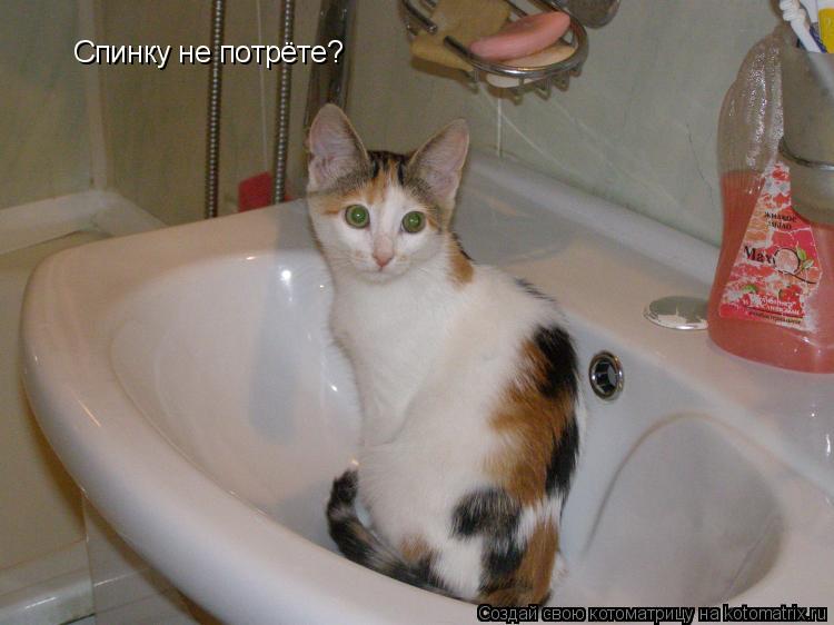 Котоматрица: Спинку не потрёте?