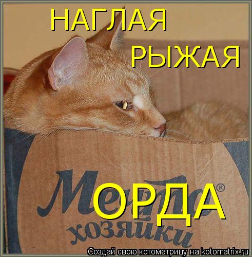 Котоматрица: НАГЛАЯ РЫЖАЯ ОРДА