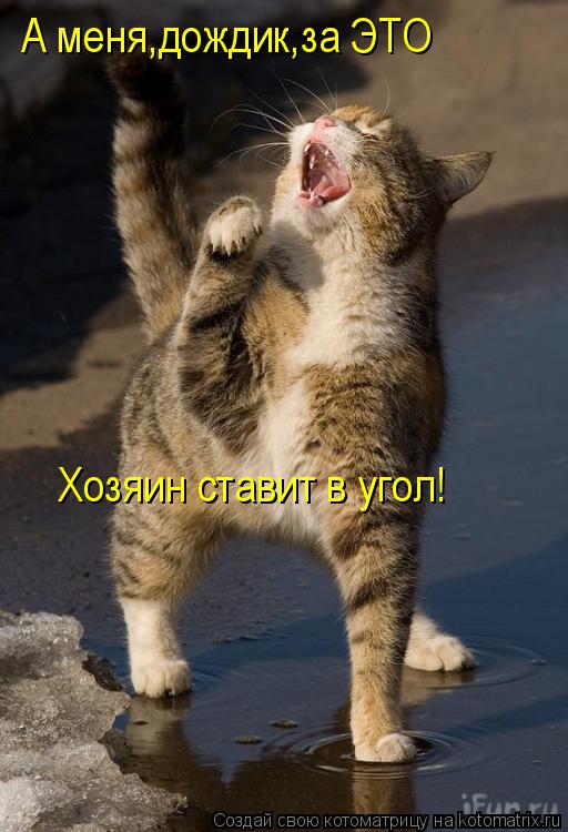 Котоматрица: А меня,дождик,за ЭТО Хозяин ставит в угол!