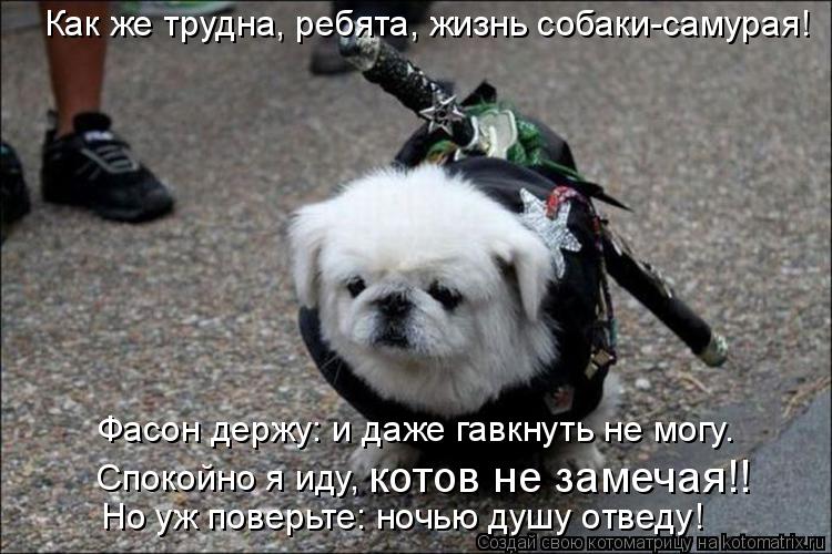 Котоматрица: Как же трудна, ребята, жизнь собаки-самурая! Фасон держу: и даже гавкнуть не могу. Но уж поверьте: ночью душу отведу! котов не замечая!! Спокой