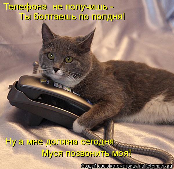 Котоматрица: Телефона  не получишь - Ты болтаешь по полдня! Ну а мне должна сегодня Муся позвонить моя!