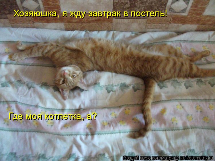 Котоматрица: Хозяюшка, я жду завтрак в постель! Где моя котлетка, а?