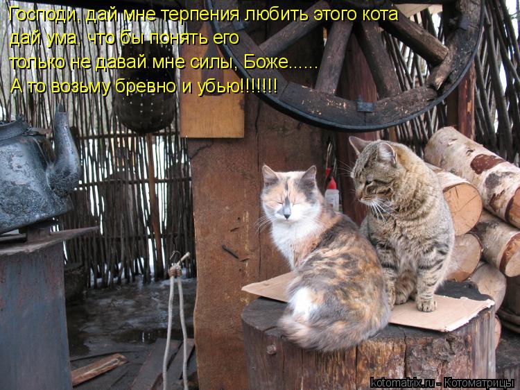 Котоматрица: Господи, дай мне терпения любить этого кота дай ума, что бы понять его только не давай мне силы, Боже...... А то возьму бревно и убью!!!!!!!