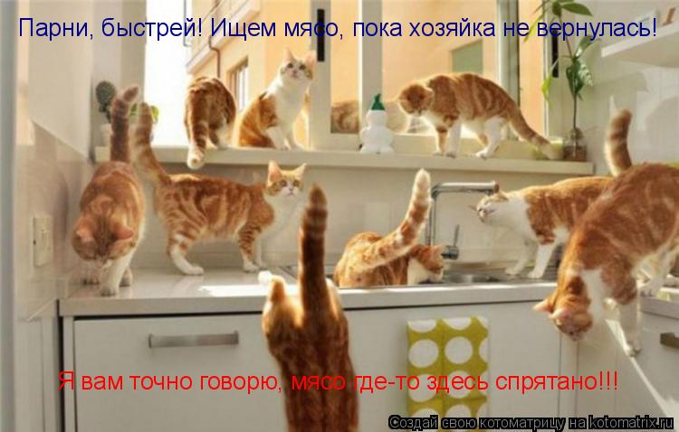 Котоматрица: Парни, быстрей! Ищем мясо, пока хозяйка не вернулась! Я вам точно говорю, мясо где-то здесь спрятано!!!