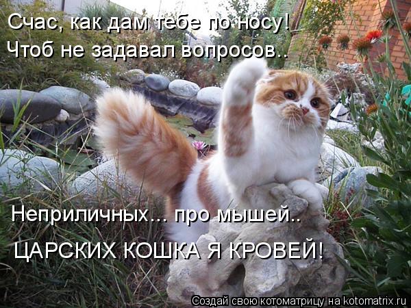 Котоматрица: Счас, как дам тебе по носу! Чтоб не задавал вопросов.. Неприличных... про мышей.. ЦАРСКИХ КОШКА Я КРОВЕЙ!