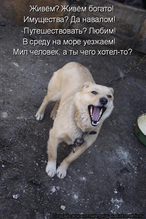 Живём? Живём богато! Имущества? Да навалом! Путешествовать? Любим! В среду на море уезжаем! Мил челов... Котоматрица: Живём? Живём богато! Имущества? Да навалом! Путешествовать? Любим! В среду на море уезжаем! Мил человек, а ты чего хотел-то?