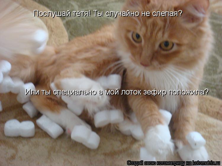 Котоматрица: Послушай тётя! Ты случайно не слепая? Или ты специально в мой лоток зефир положила?