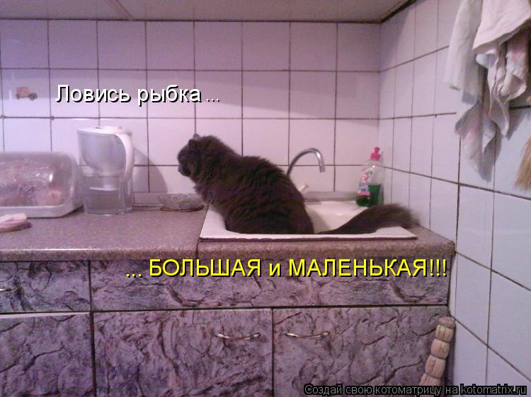Котоматрица: Ловись рыбка БОЛЬШАЯ и МАЛЕНЬКАЯ!!! ... ...
