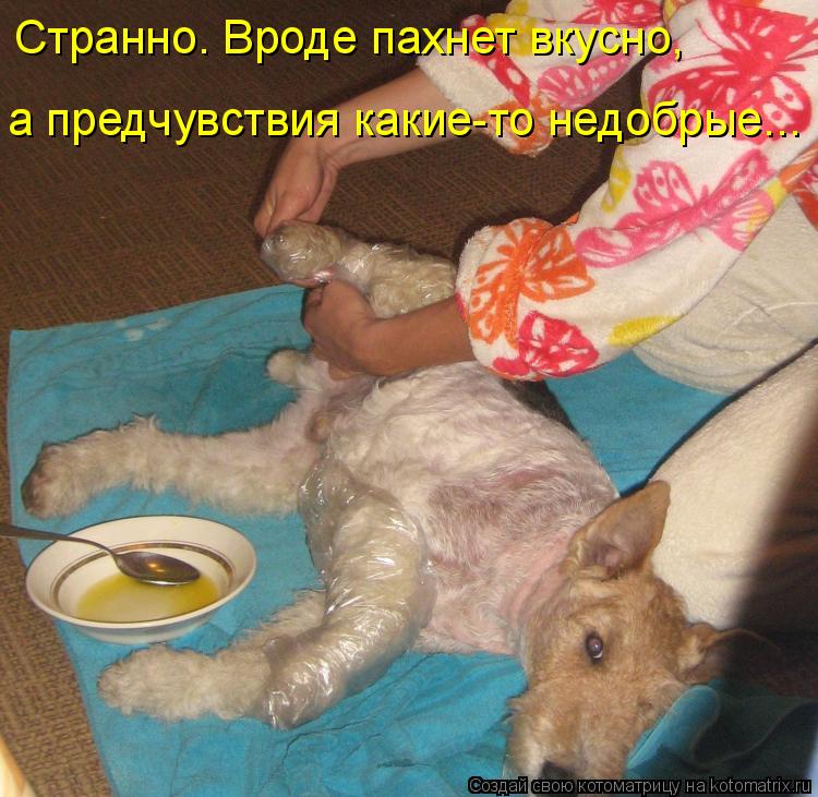 Котоматрица: Странно. Вроде пахнет вкусно,  а предчувствия какие-то недобрые...