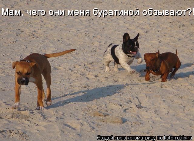 Котоматрица: Мам, чего они меня буратиной обзывают?!