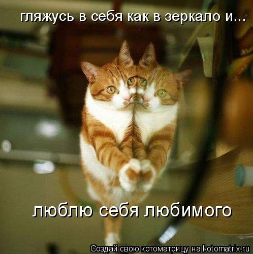 Котоматрица: гляжусь в себя как в зеркало и... люблю себя любимого