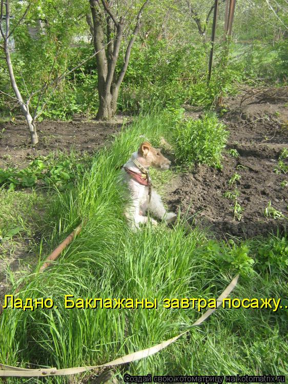 Котоматрица: Ладно. Баклажаны завтра посажу...