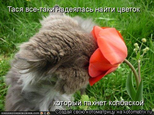 Котоматрица: Тася все-таки надеялась найти цветок который пахнет колбаской