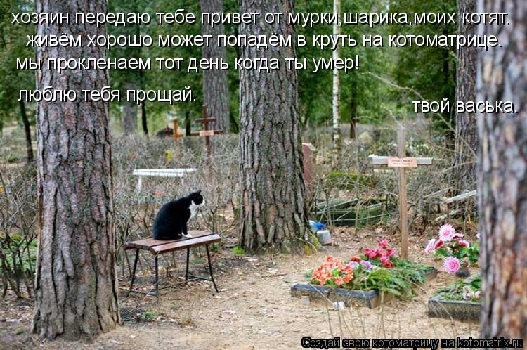 Котоматрица: хозяин передаю тебе привет от мурки,шарика,моих котят. живём хорошо может попадём в круть на котоматрице. люблю тебя прощай. мы прокленаем т
