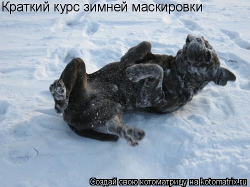 Котоматрица: Краткий курс зимней маскировки