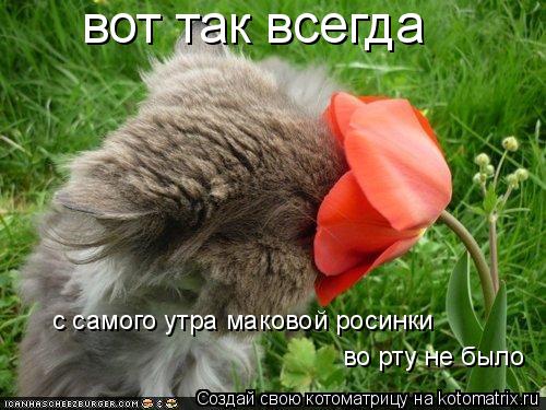 Котоматрица: вот так всегда с самого утра маковой росинки во рту не было