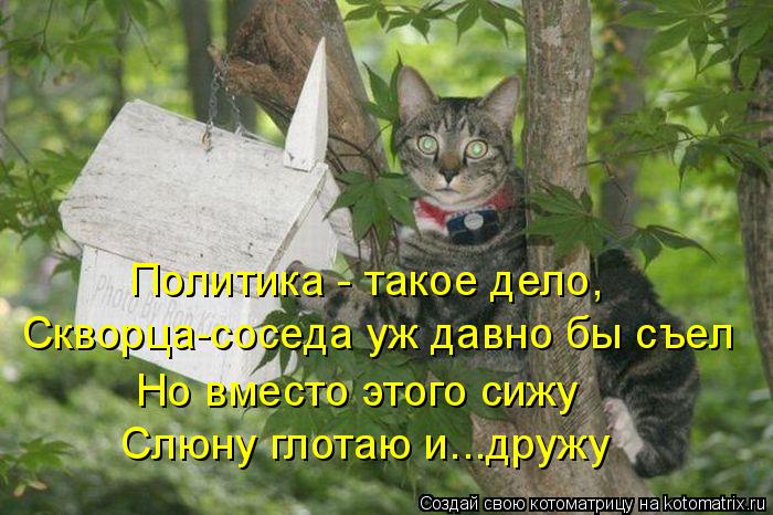 Котоматрица: Политика - такое дело, Скворца-соседа уж давно бы съел Но вместо этого сижу Слюну глотаю и...дружу