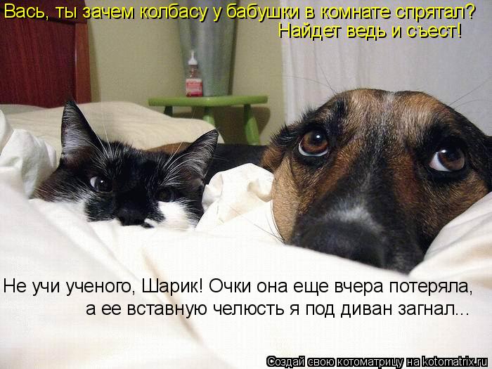 Котоматрица: Вась, ты зачем колбасу у бабушки в комнате спрятал? Найдет ведь и съест! Не учи ученого, Шарик! Очки она еще вчера потеряла,  а ее вставную чел