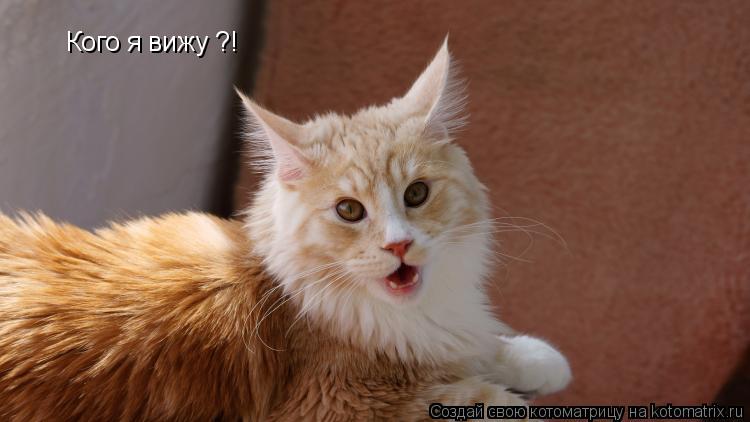 Котоматрица: Кого я вижу ?!