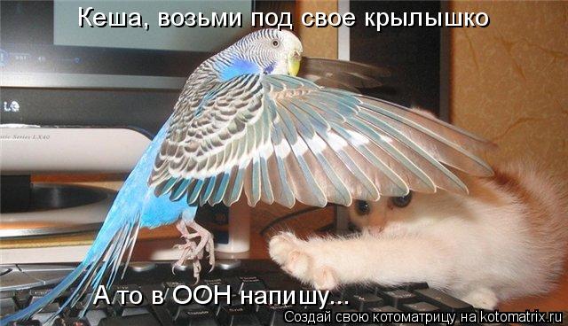 Котоматрица: Кеша, возьми под свое крылышко А то в ООН напишу...