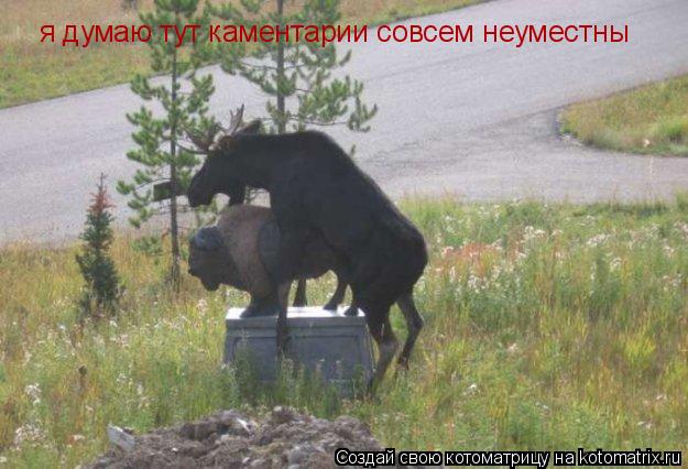 Котоматрица: я думаю тут каментарии совсем неуместны
