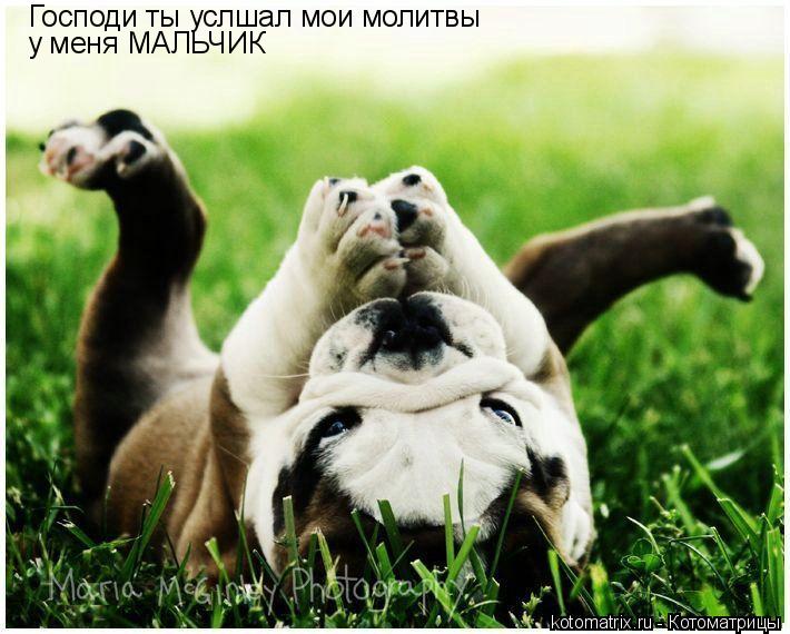 Котоматрица: Господи ты услшал мои молитвы у меня МАЛЬЧИК