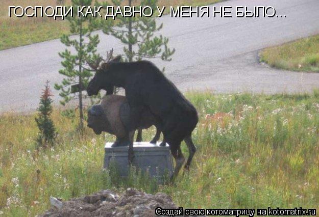 Котоматрица: ГОСПОДИ КАК ДАВНО У МЕНЯ НЕ БЫЛО...
