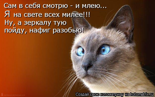Сам в себя смотрю - и млею..… Я на свете всех милее!!! Ну, а зеркалу тую пойду, нафиг разобью!... Котоматрица: Сам в себя смотрю - и млею..… Я на свете всех милее!!! Ну, а зеркалу тую пойду, нафиг разобью!