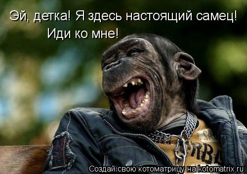 Котоматрица: Эй, детка! Я здесь настоящий самец! Иди ко мне!