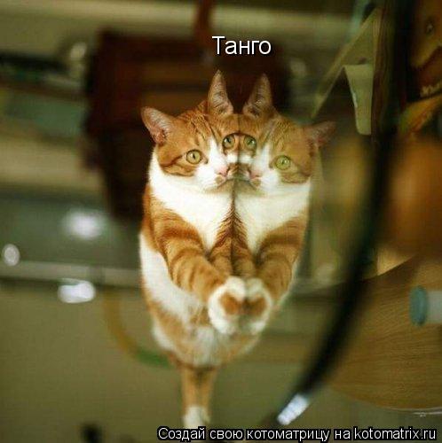 Котоматрица: Танго