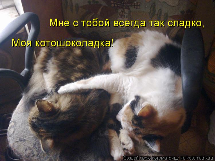 Котоматрица: Мне с тобой всегда так сладко, Моя котошоколадка!