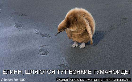 Котоматрица: БЛИНН, ШЛЯЮТСЯ ТУТ ВСЯКИЕ ГУМАНОИДЫ