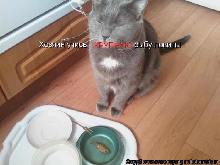 Хозяин учись КРУПНУЮ рыбу ловить!... Котоматрица: Хозяин учись КРУПНУЮ рыбу ловить!