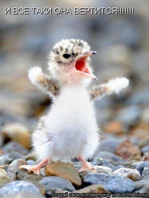 И ВСЕ ТАКИ ОНА ВЕРТИТСЯ!!!!!!!... Котоматрица: И ВСЕ ТАКИ ОНА ВЕРТИТСЯ!!!!!!!